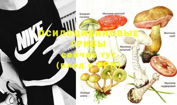 прущие грибы Баксан